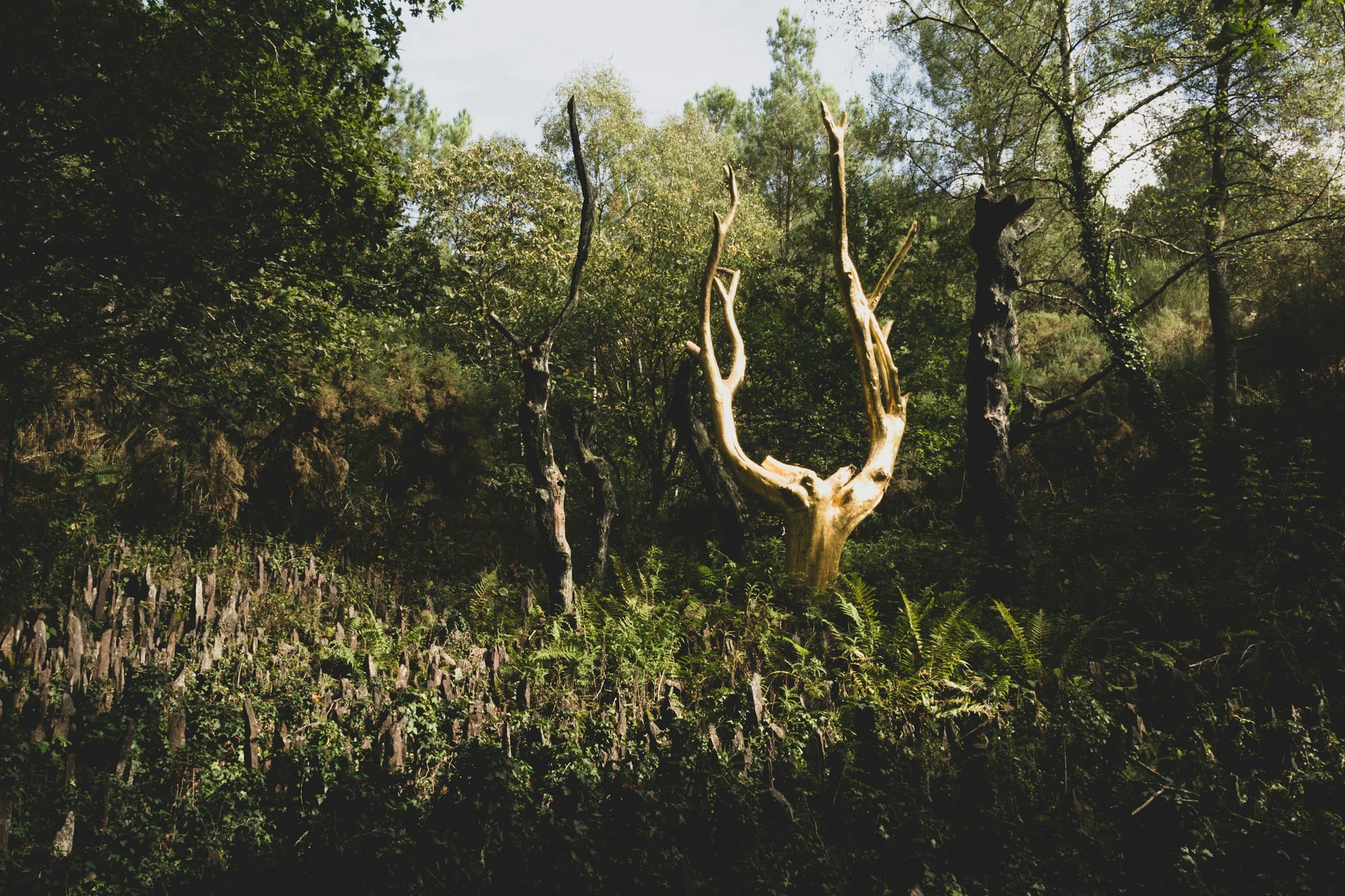 Forêt de Brocéliande, Pays de Brocéliande — territoire d'intervention du cabinet Jolly Bourrouillou à Montfort-sur-Meu